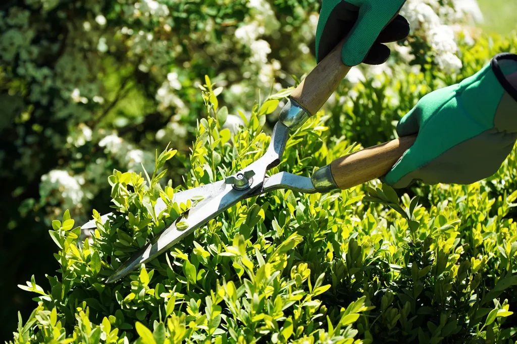 Gartenpflege und Heckenschnitt
